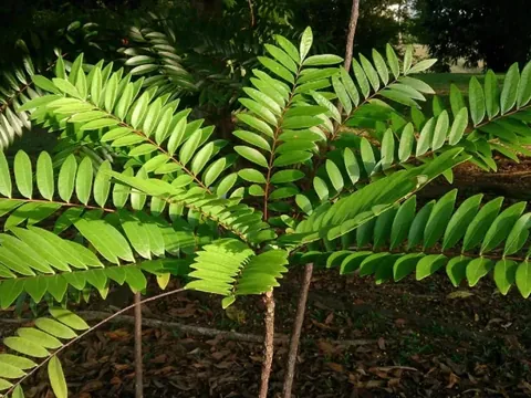 Tongkat Ali — ingredient in Erefil