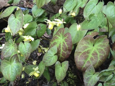 Horny Goat Weed — ingredient in Erefil