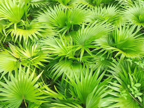 Saw Palmetto — ingredient in Erefil
